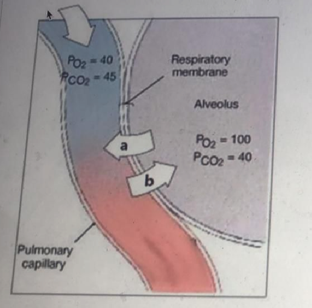 Solved Gas exchange in humans occurs by diffusion in the capillary