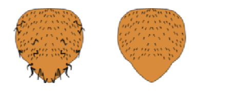 Question image 2